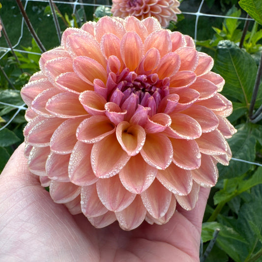 Dahlia Moderato