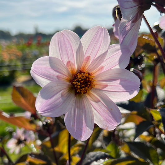 Dahlia Bishop of Dover Nyhet!