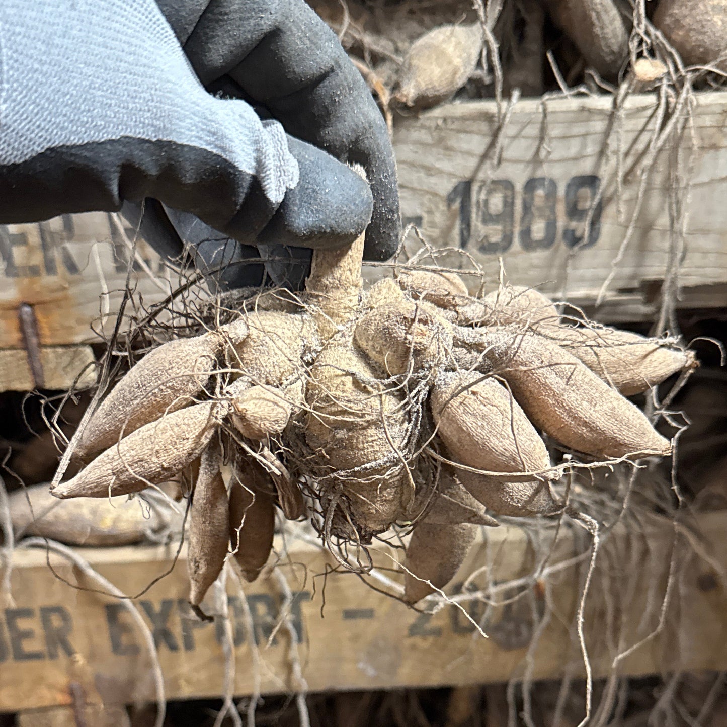 Dahlia Dazzling Magic