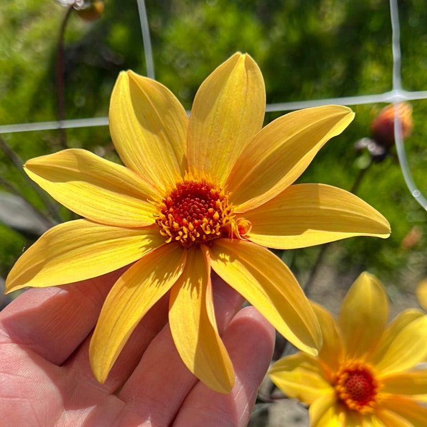 Dahlia Bishop of York
