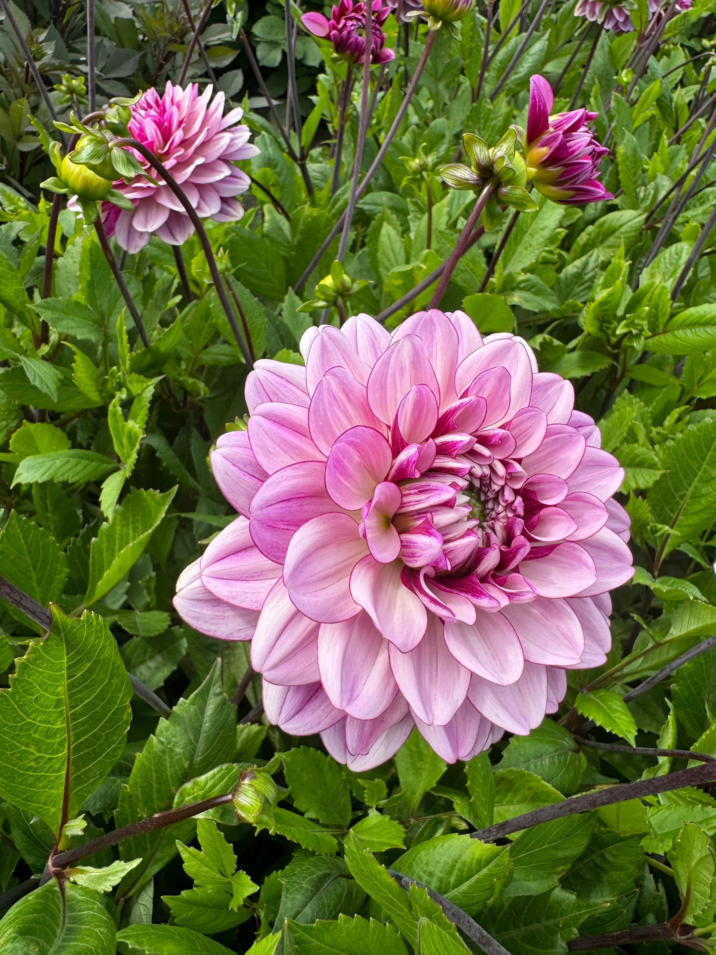 Dahlia LB-112