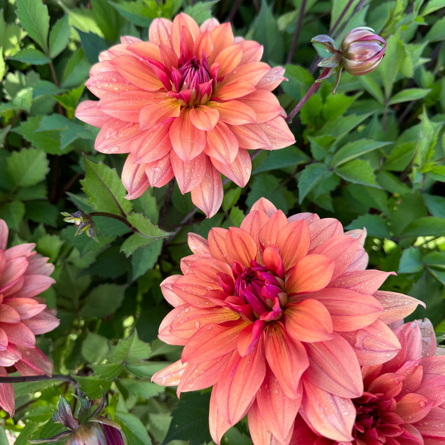 Dahlia Hug Me Svenskodlad