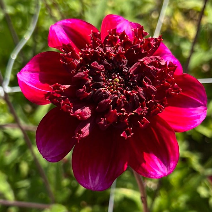 Dahlia Rockstar Nyhet!