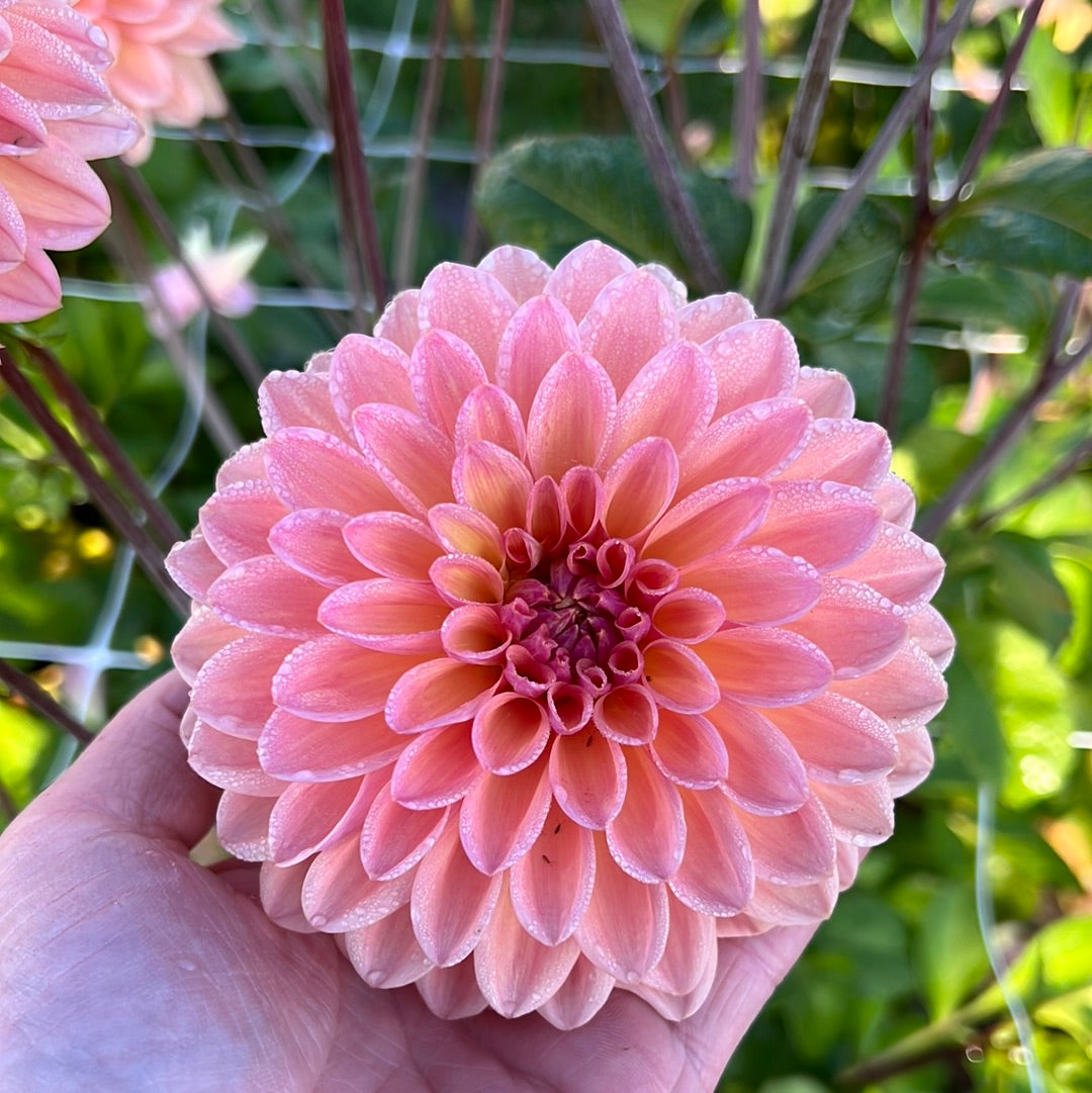 Dahlia Moderato