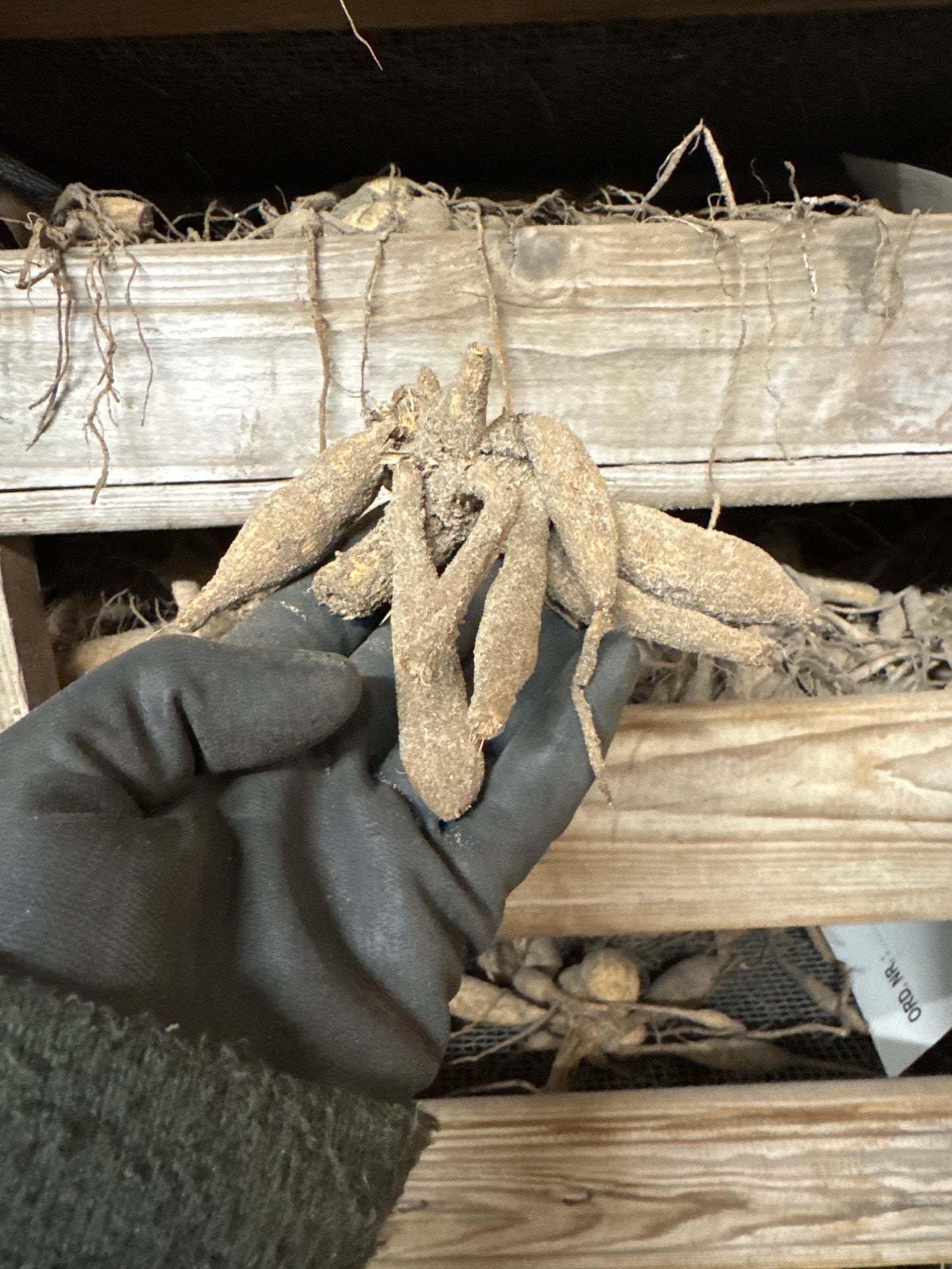 Dahlia Red Labyrinth