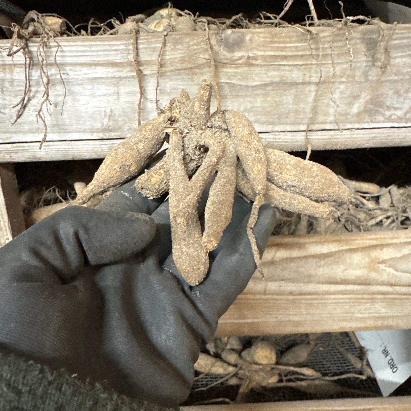 Dahlia Red Labyrinth