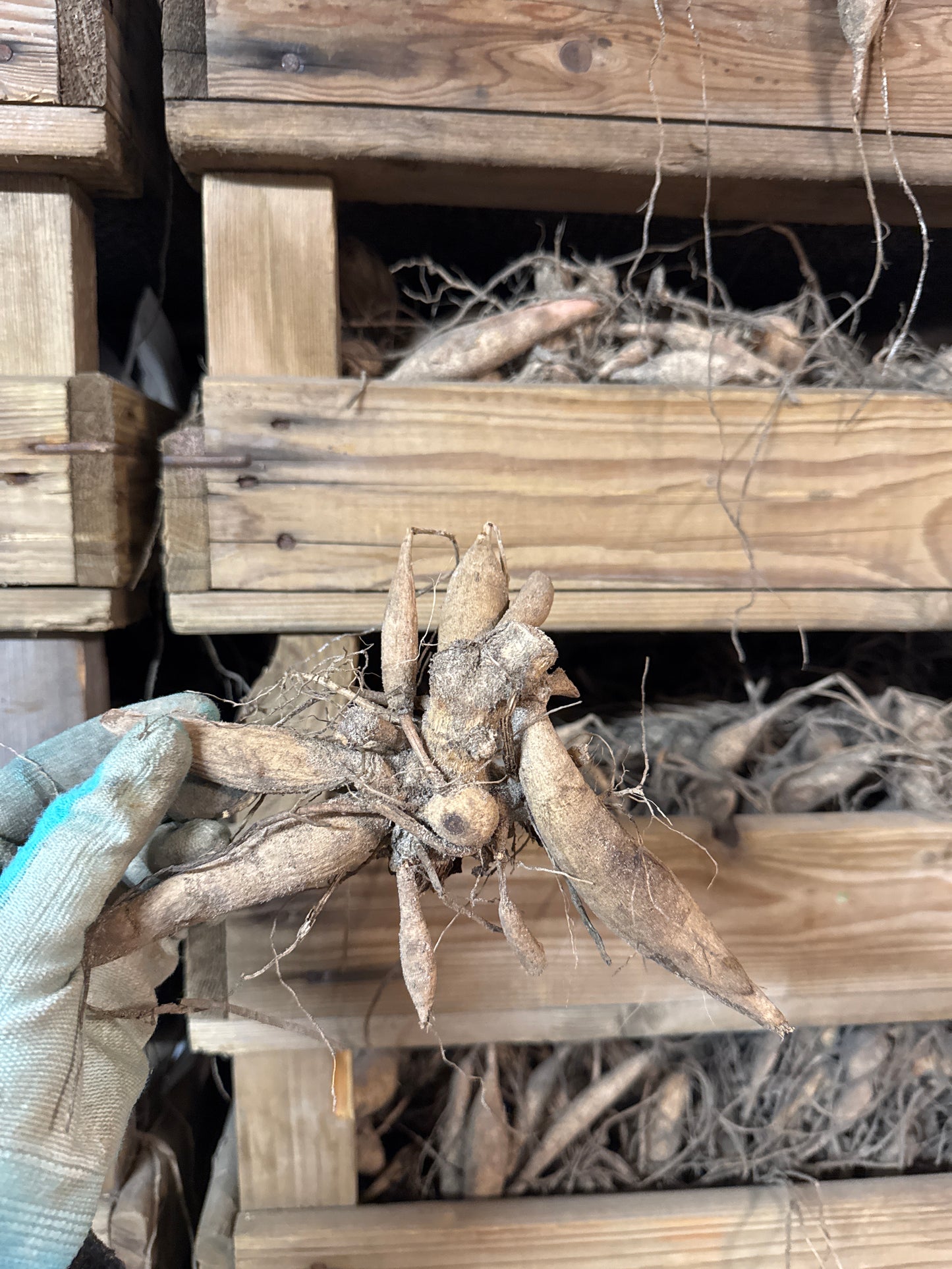 Dahlia Orange Favourite