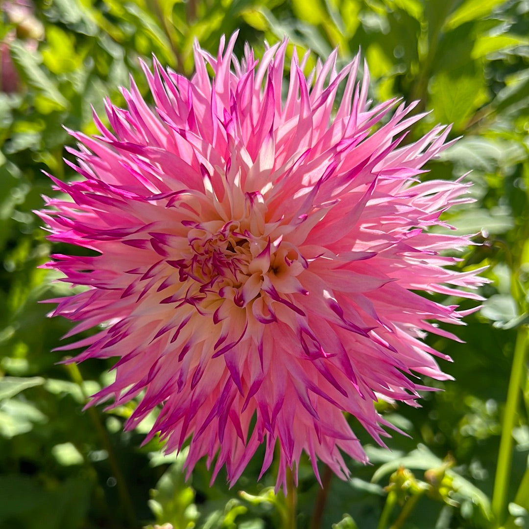 Dahlia Pinelands Princess