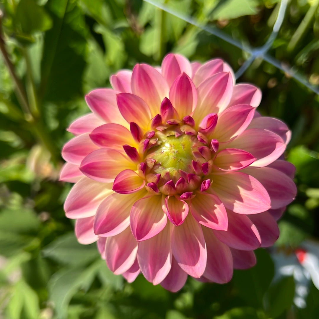 Dahlia Pure Happiness