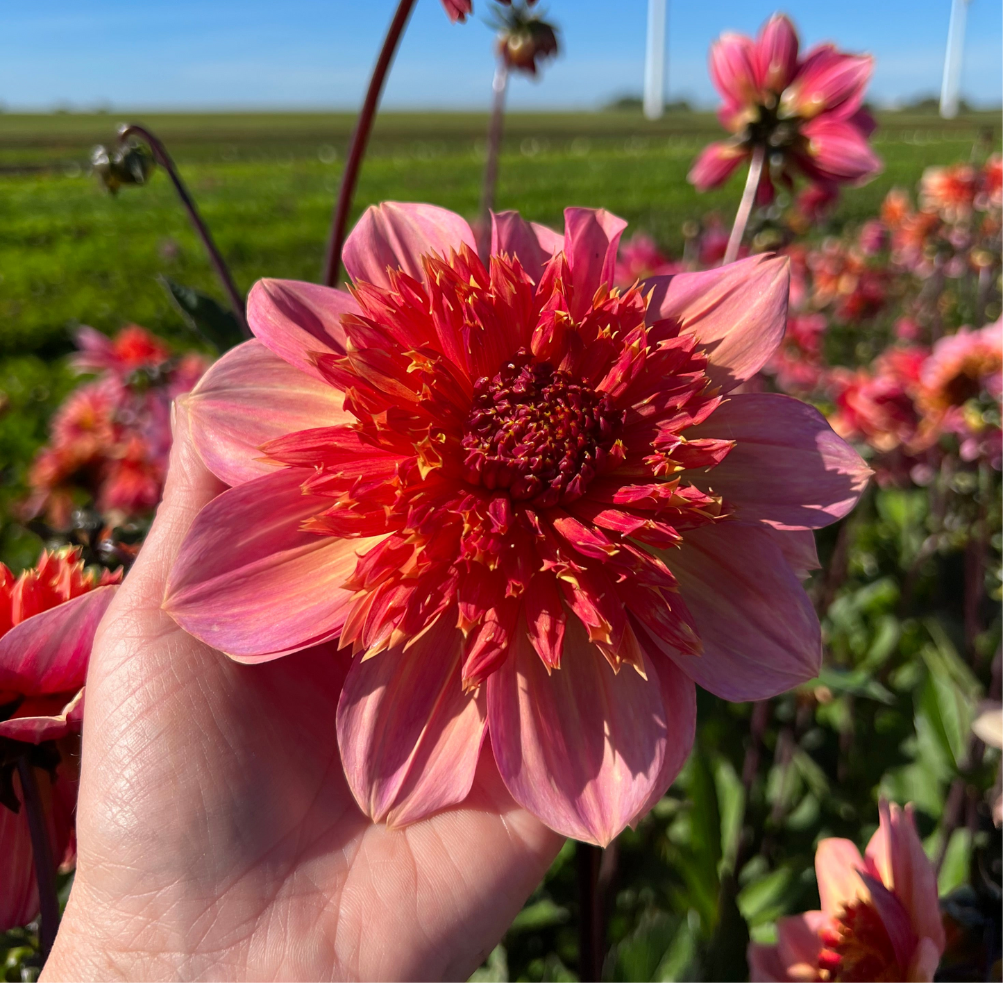 Dahlia Lava Glow Nyhet! Exclusive!