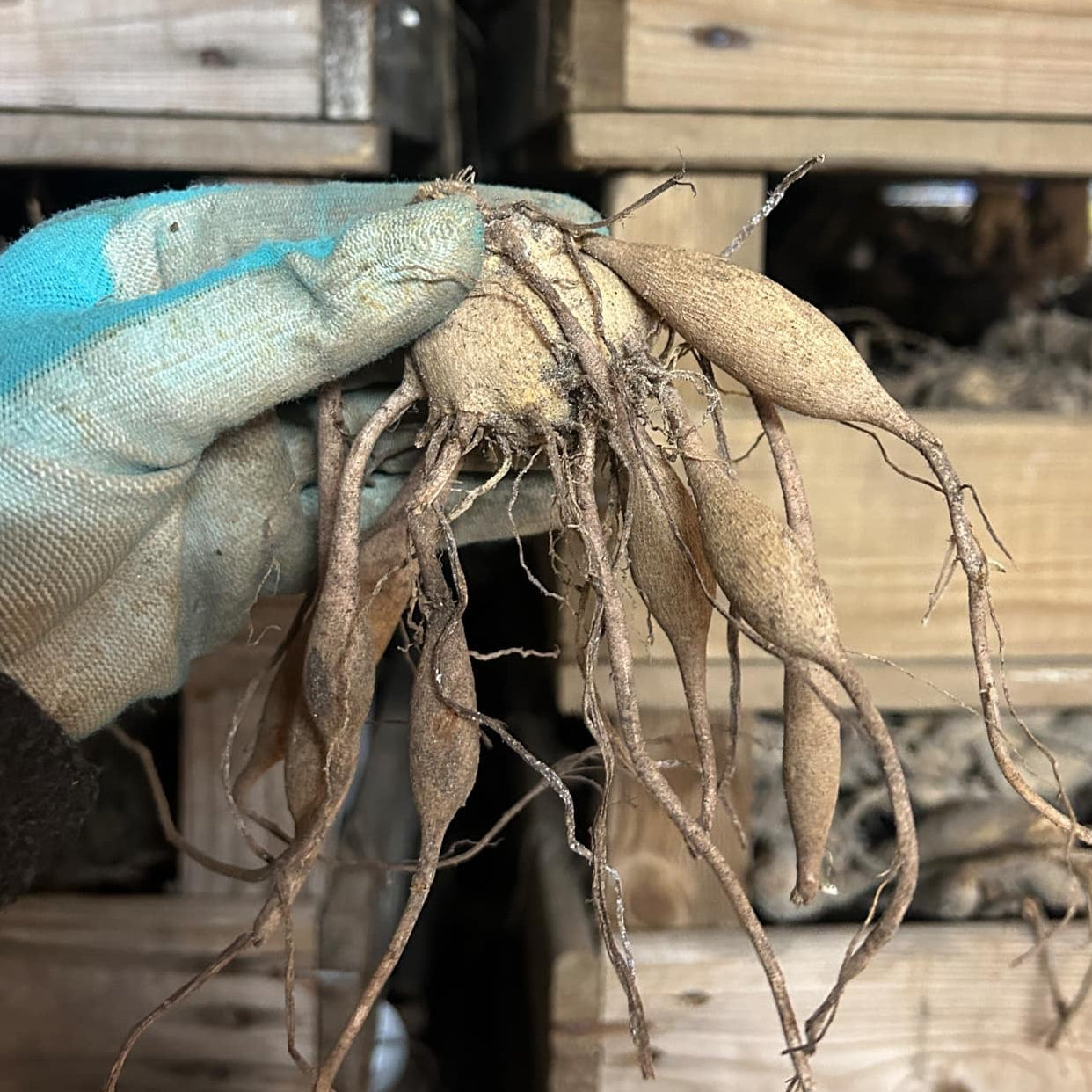 Dahlia Engelhardts Matador