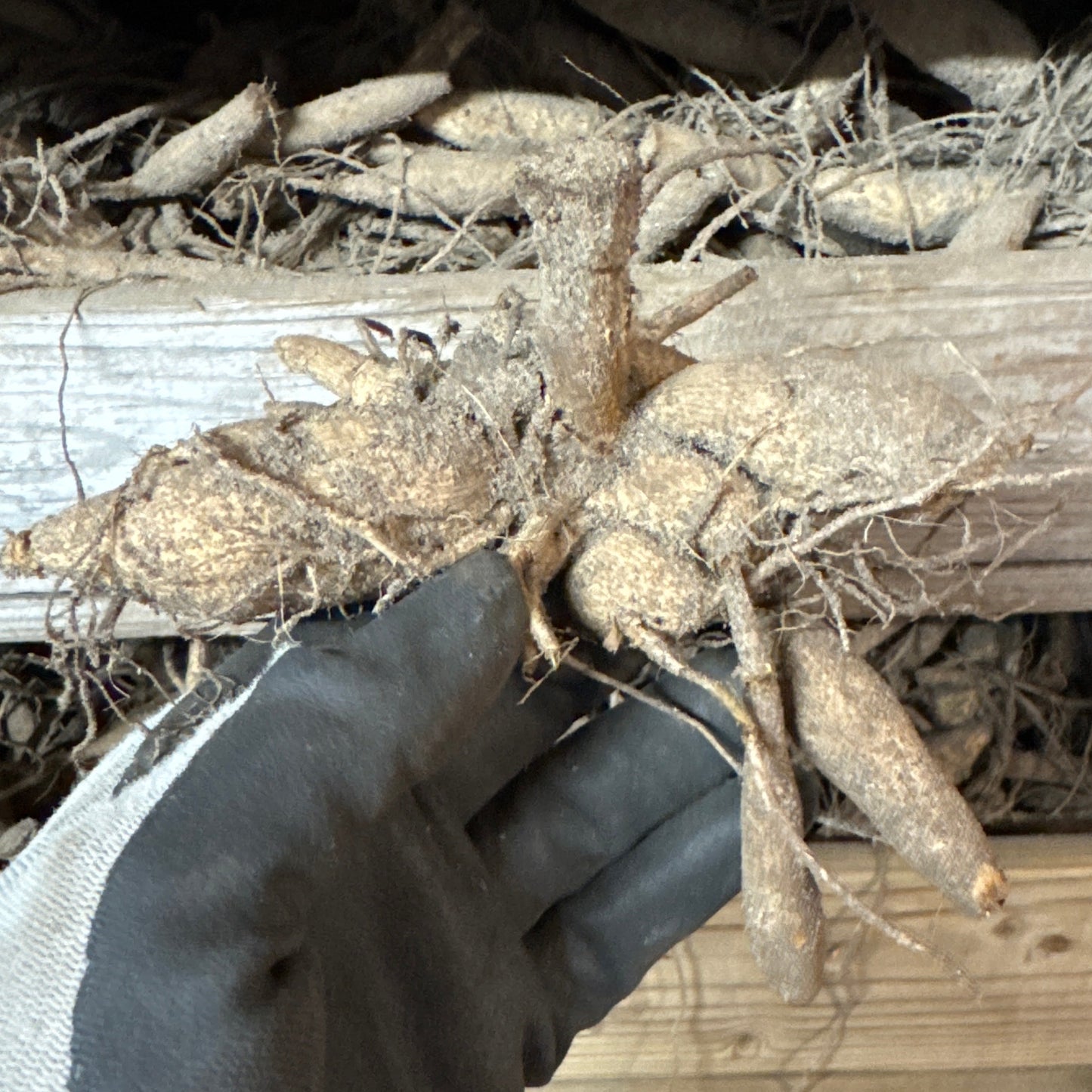 Dahlia Dr. P.H. Riedell