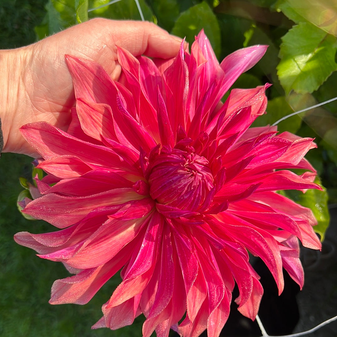 Dahlia Penhill Dark Monark