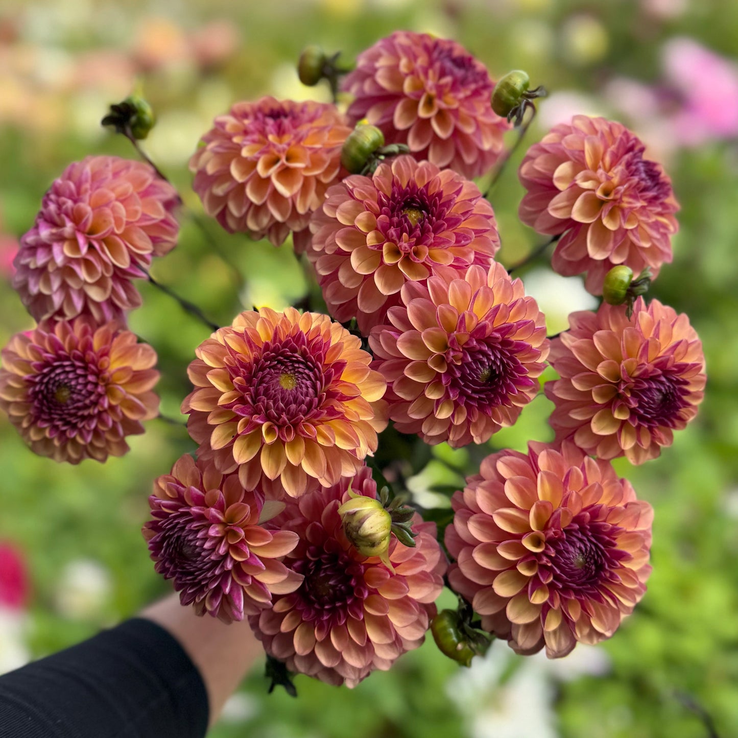 Dahlia Palmares Nyhet!