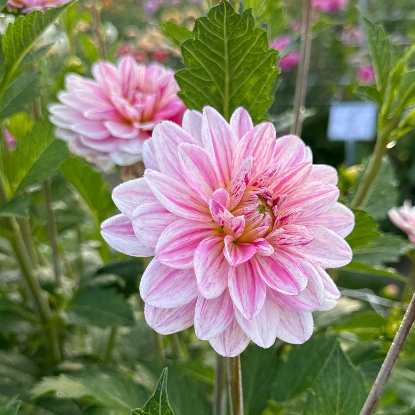 Dahlia Bonesta