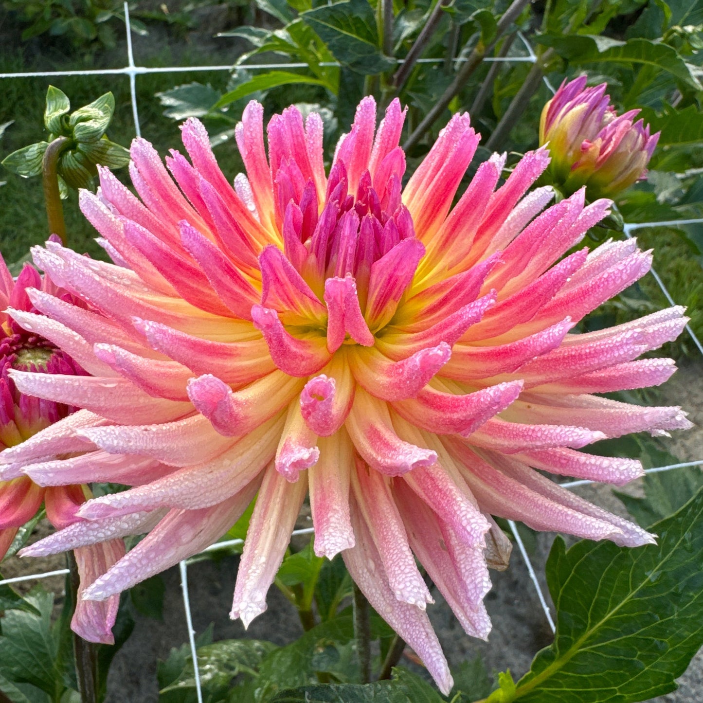 Dahlia Karma Sangria Nyhet!