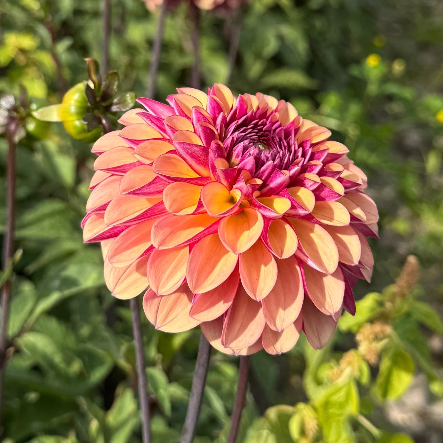 Dahlia Palmares Nyhet!