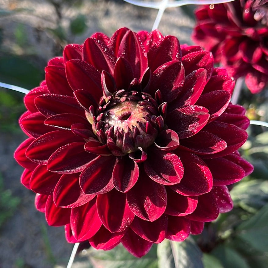 Dahlia After dusk