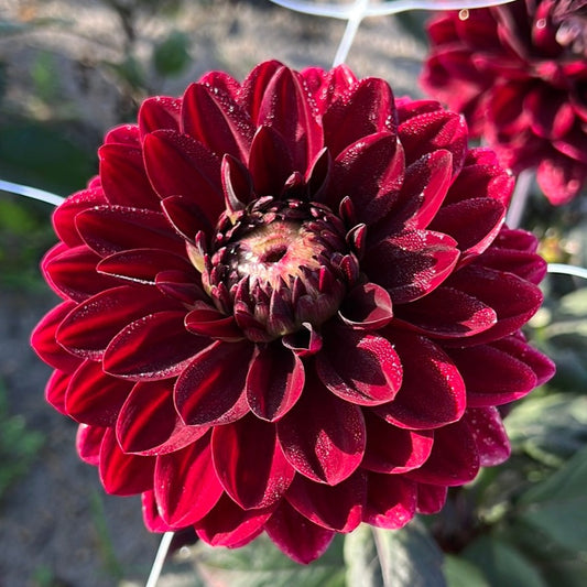 Dahlia After dusk