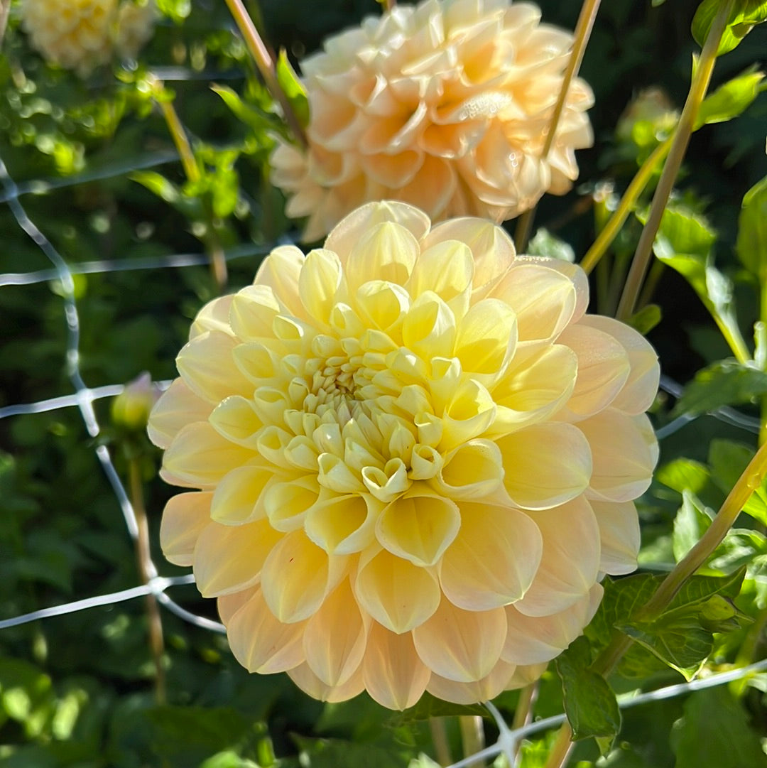 Dahlia Honey Dew