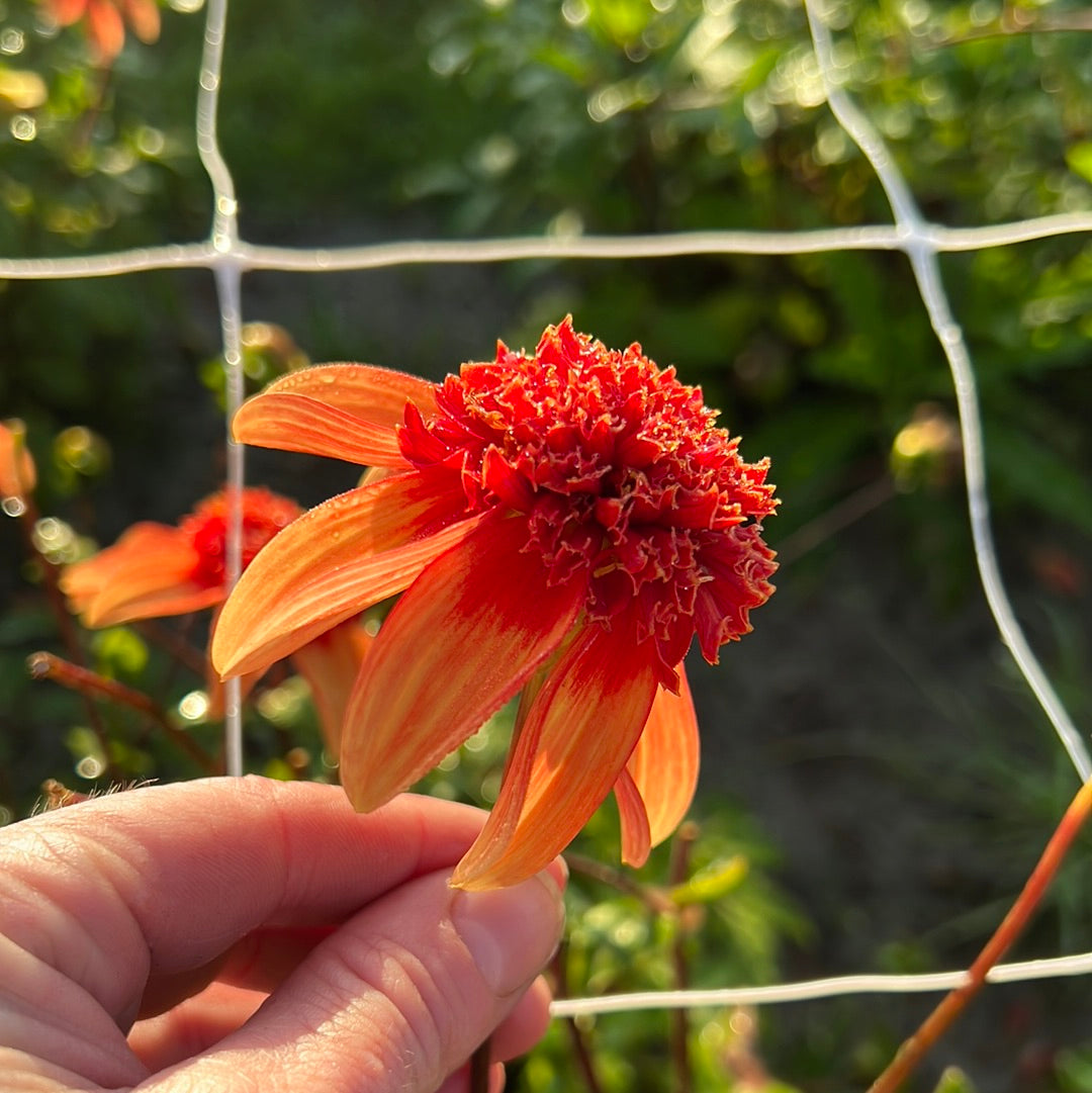 Dahlia Josie