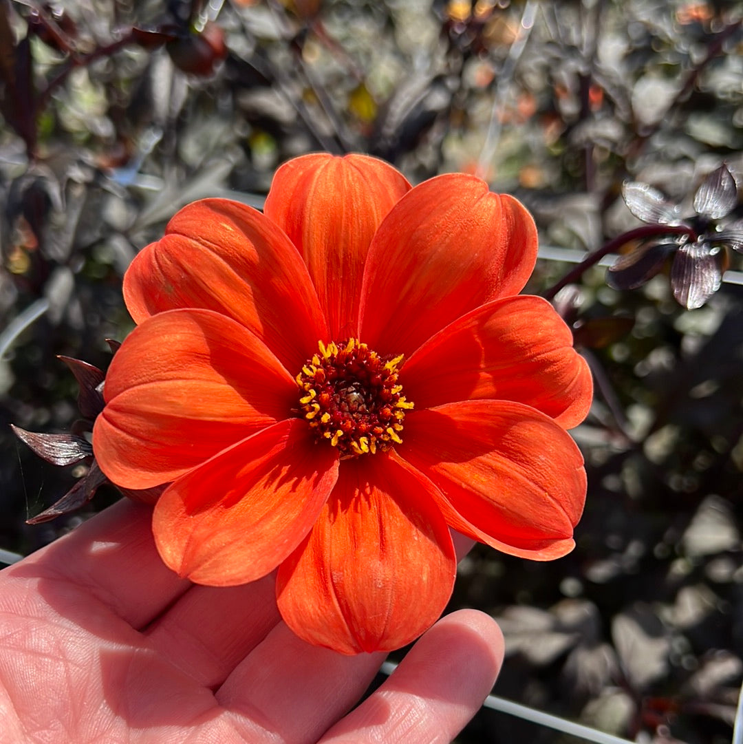 Dahlia Bishop of Oxford