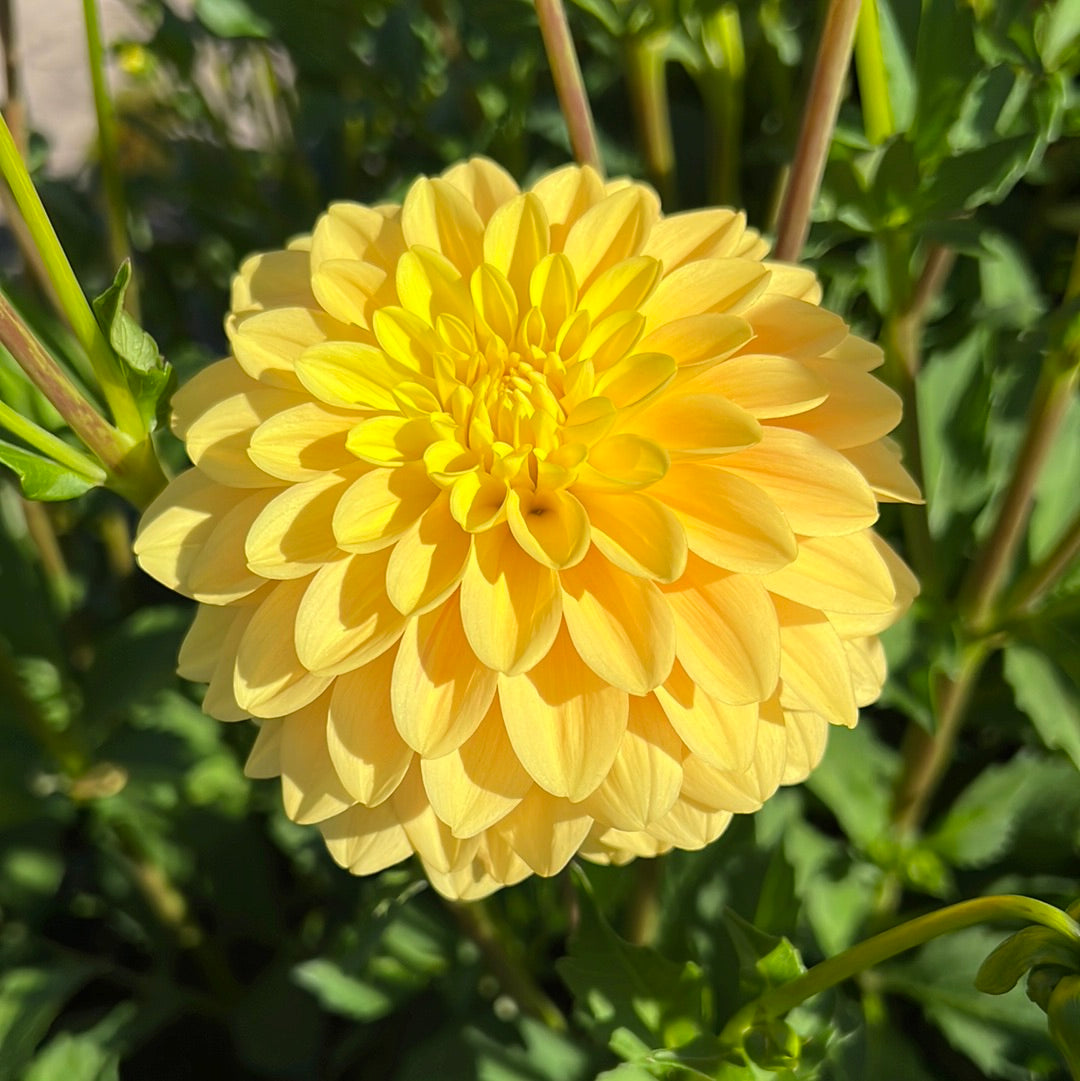 Dahlia Bocherell