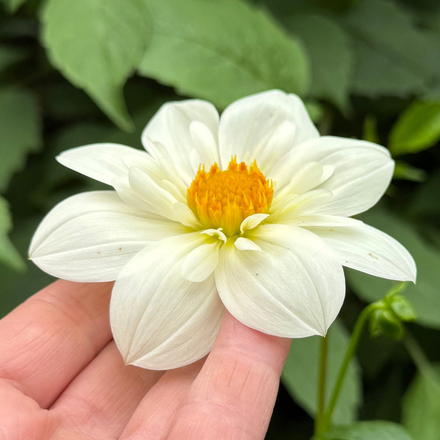 Dahlia Impression Flamenco Nyhet!