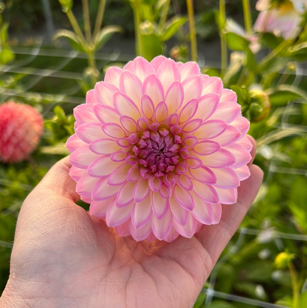 Dahlia Arbatax