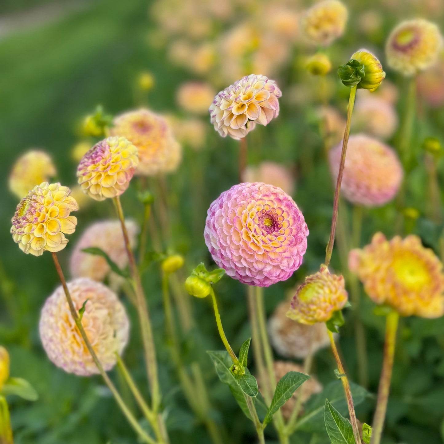 Dahlia Hapet Combo Nyhet!