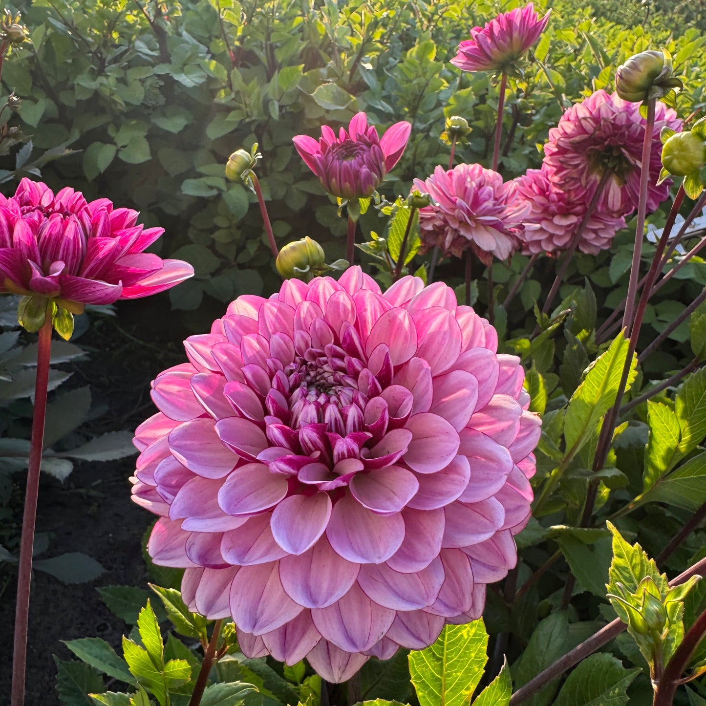 Dahlia LB-112