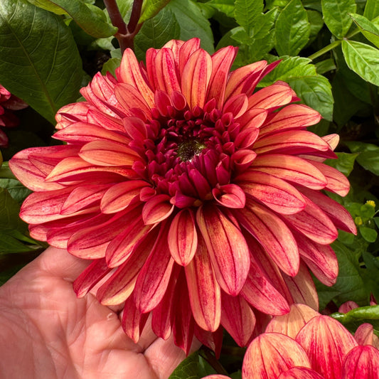 Dahlia My Spirit LB-130