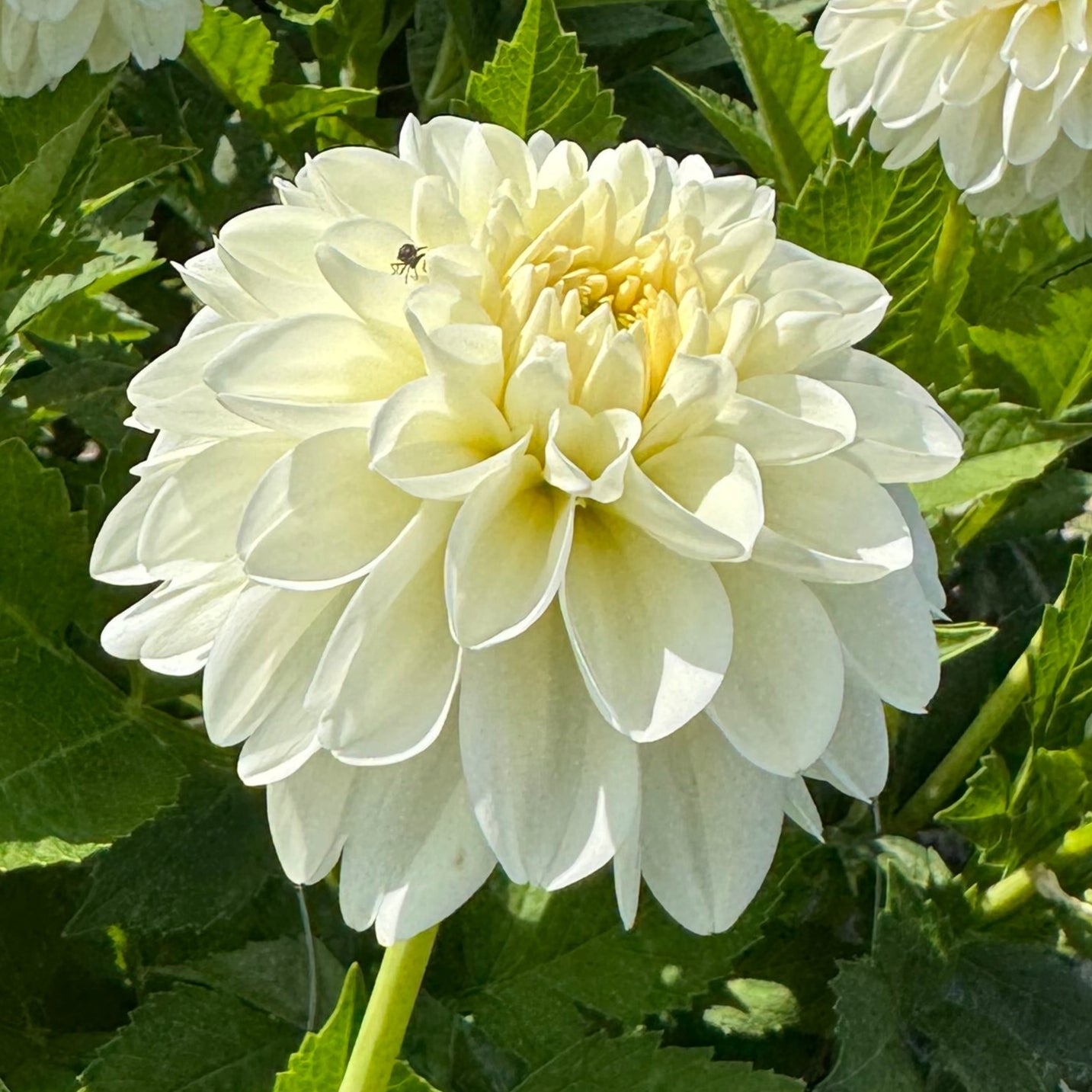 Dahlia Cream Corner Nyhet!