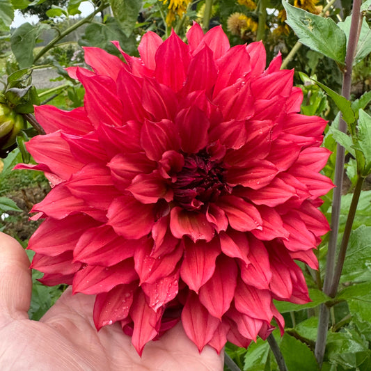 Dahlia Wild Sister Svenskodlad
