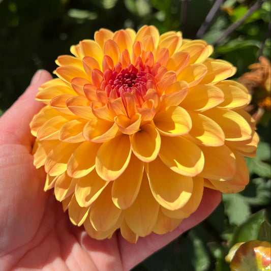 Dahlia Cloudberry Sun Svenskodlad