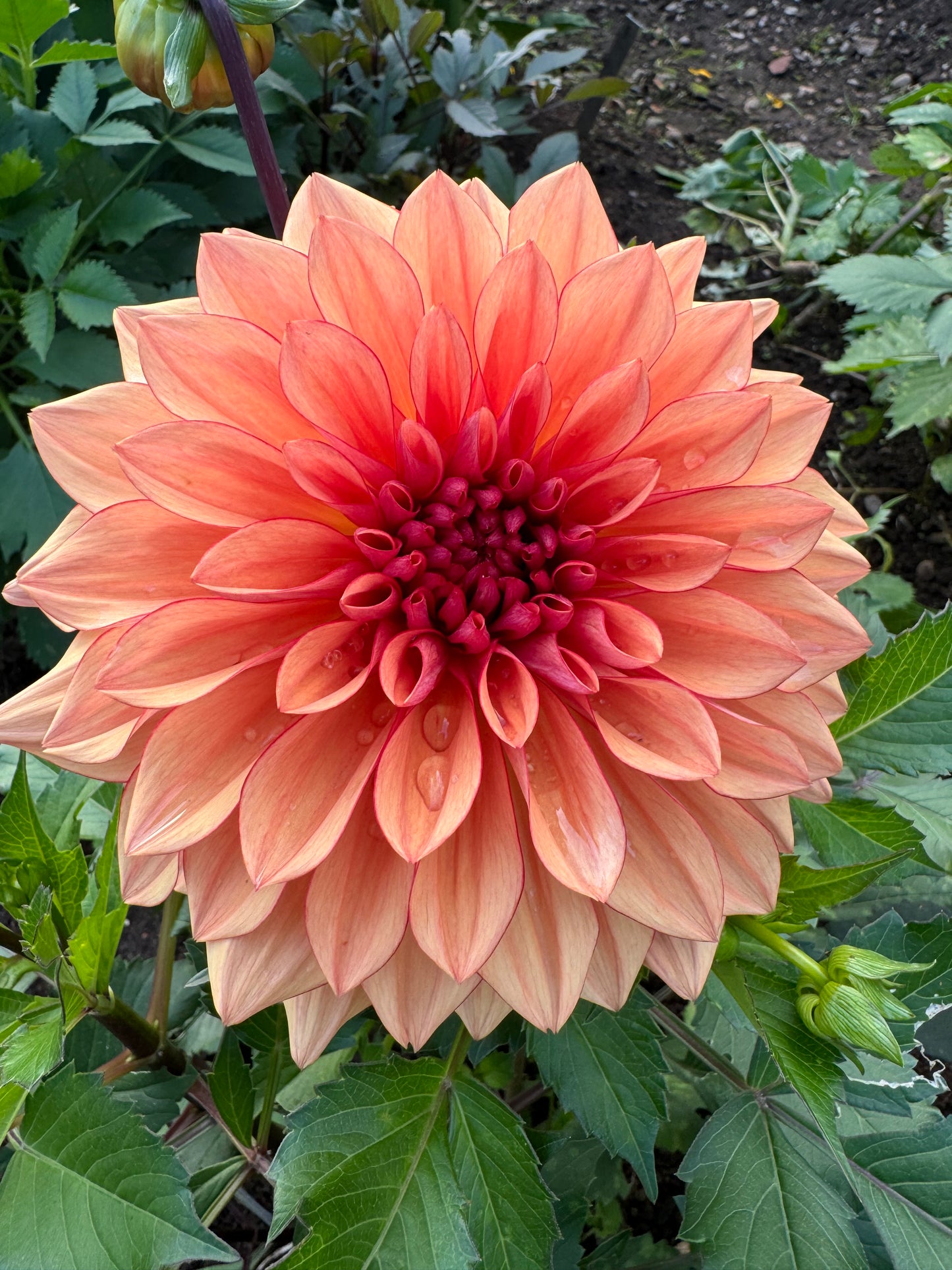 Dahlia Freja LB-009