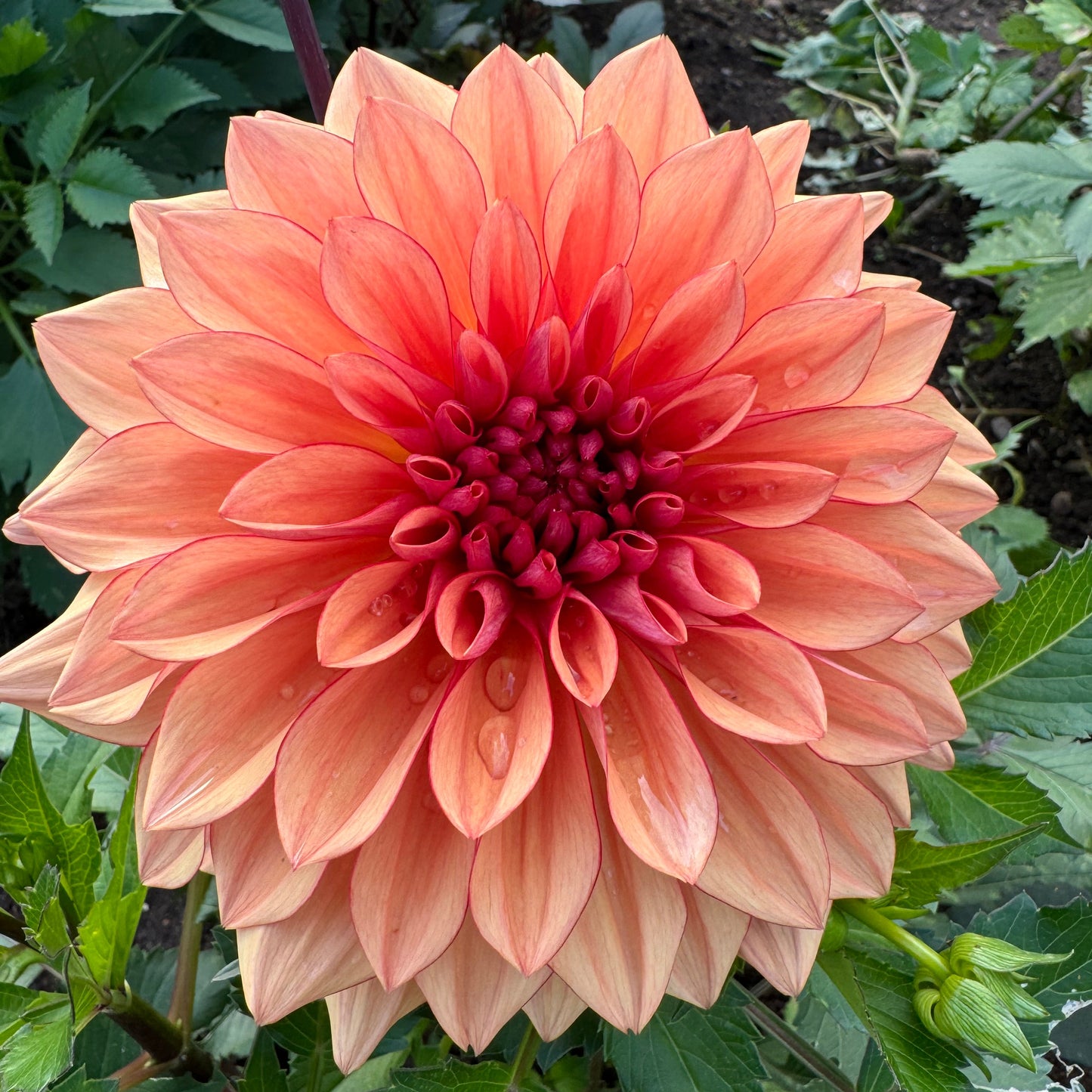 Dahlia Lovely Freja LB-009