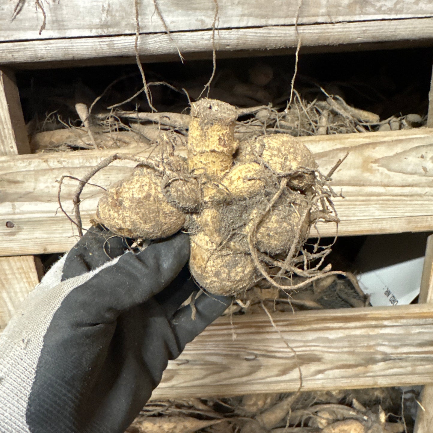 Dahlia Amber Crystal