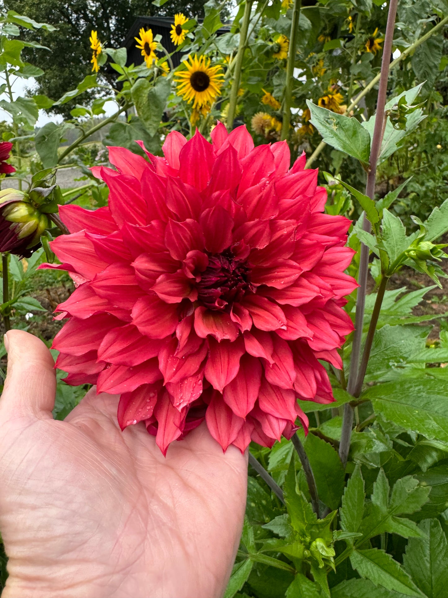 Dahlia Wild Sister LB-012