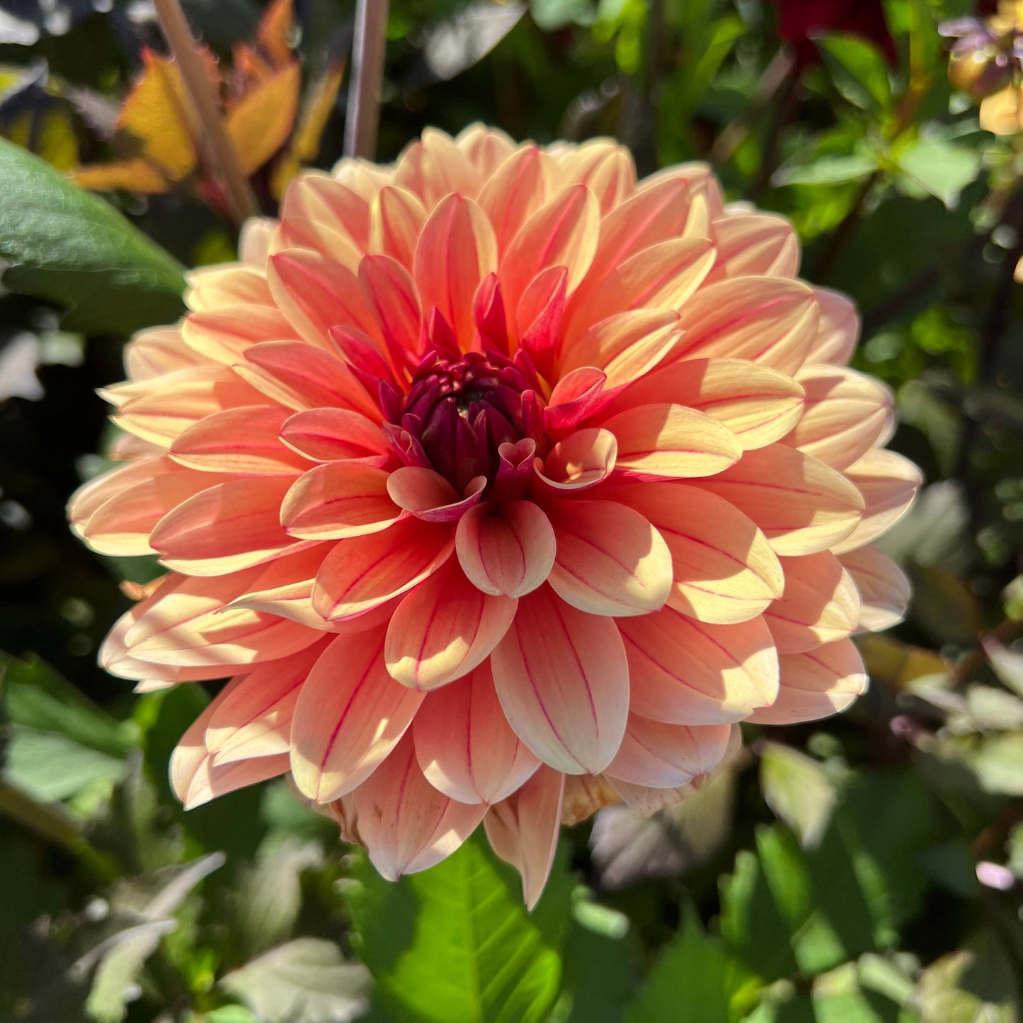 Dahlia Bee Honey Sweet Svenskodlad