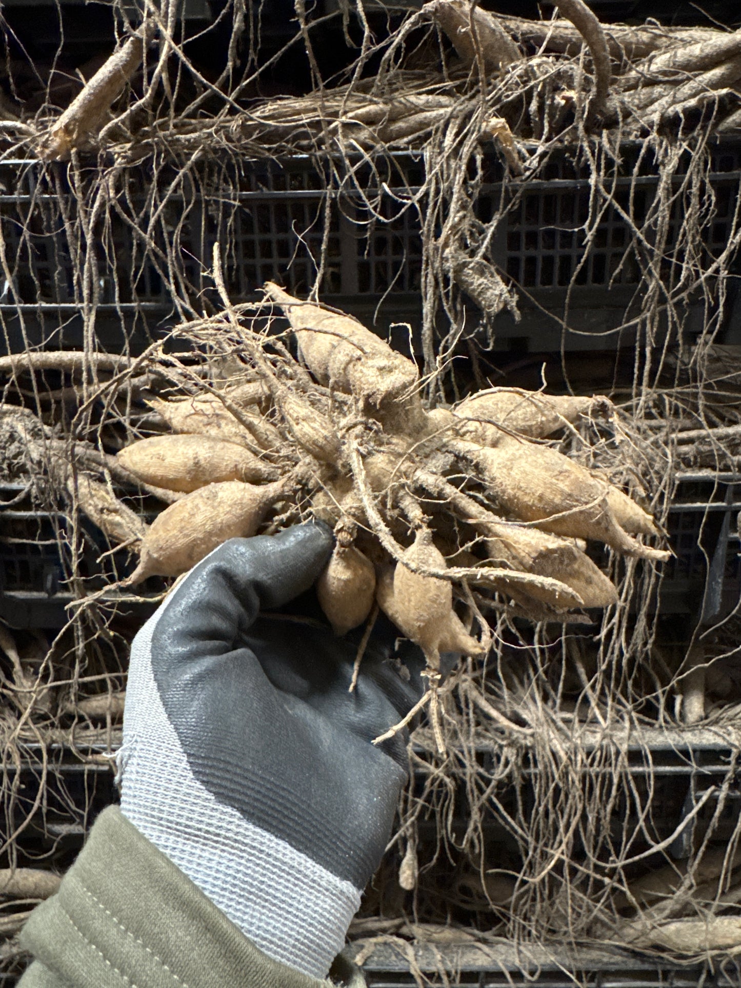 Dahlia Apricot Fire Nyhet!