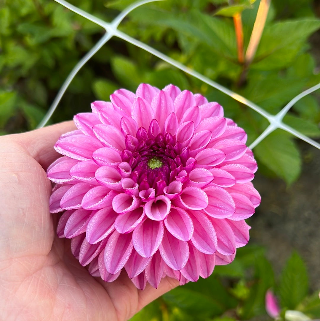 Dahlia Chicago Nyhet!