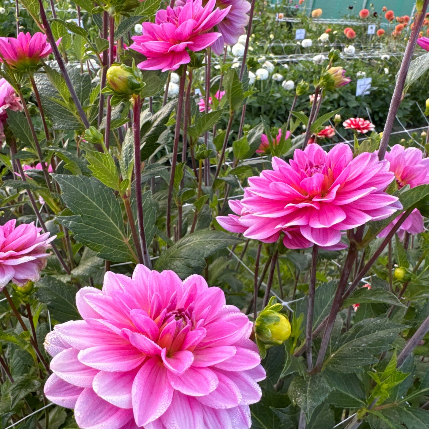 Dahlia Onesta Nyhet!