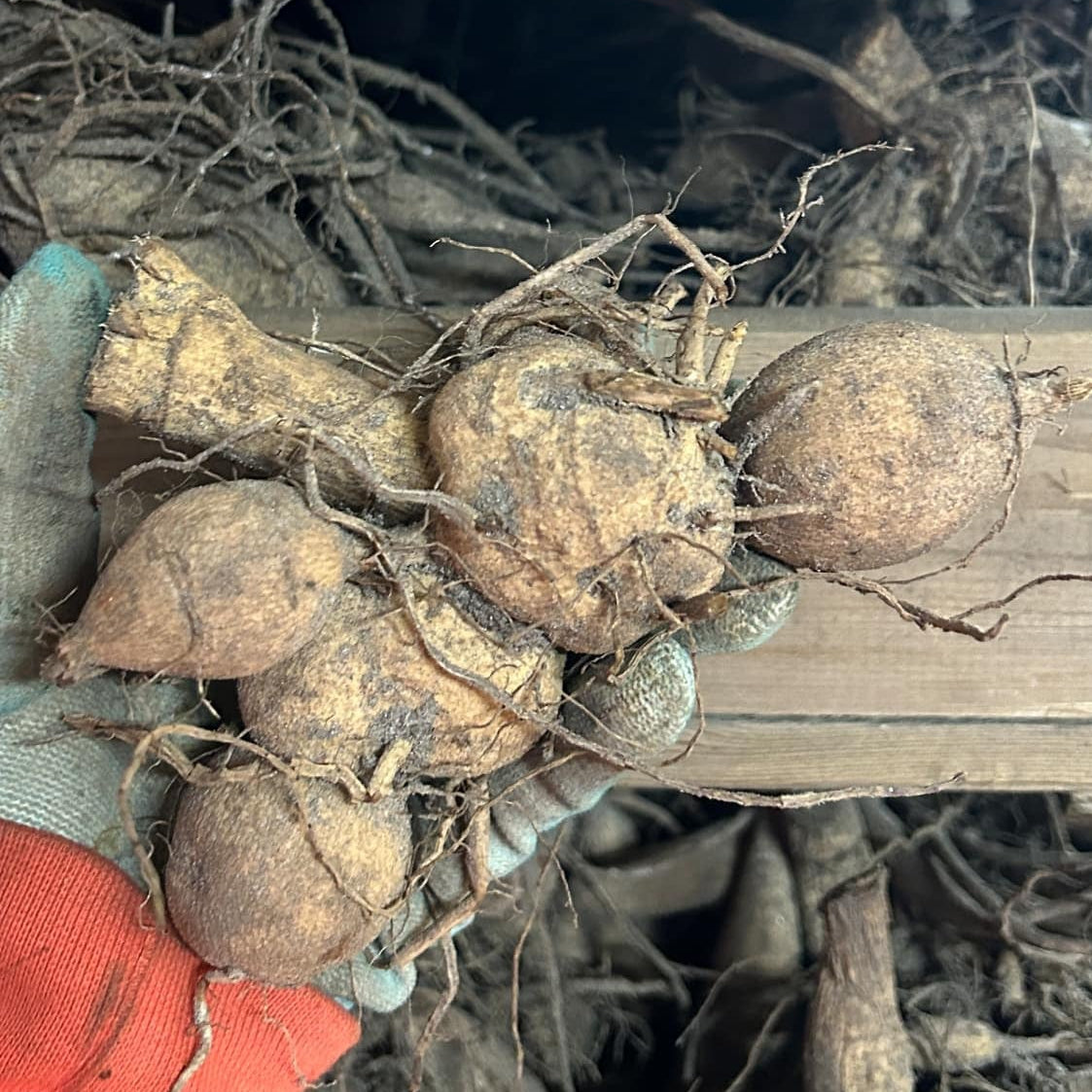 Dahlia Caravaggio UTGÅR!!