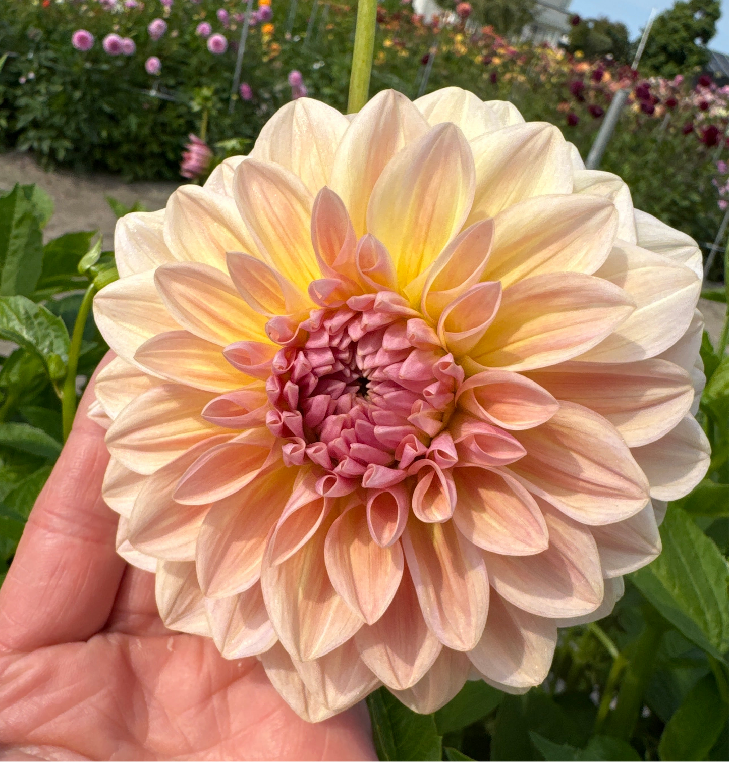 Dahlia Sturm Sweet Maria