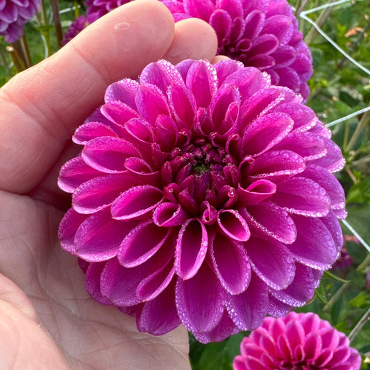 Dahlia Purple Fox