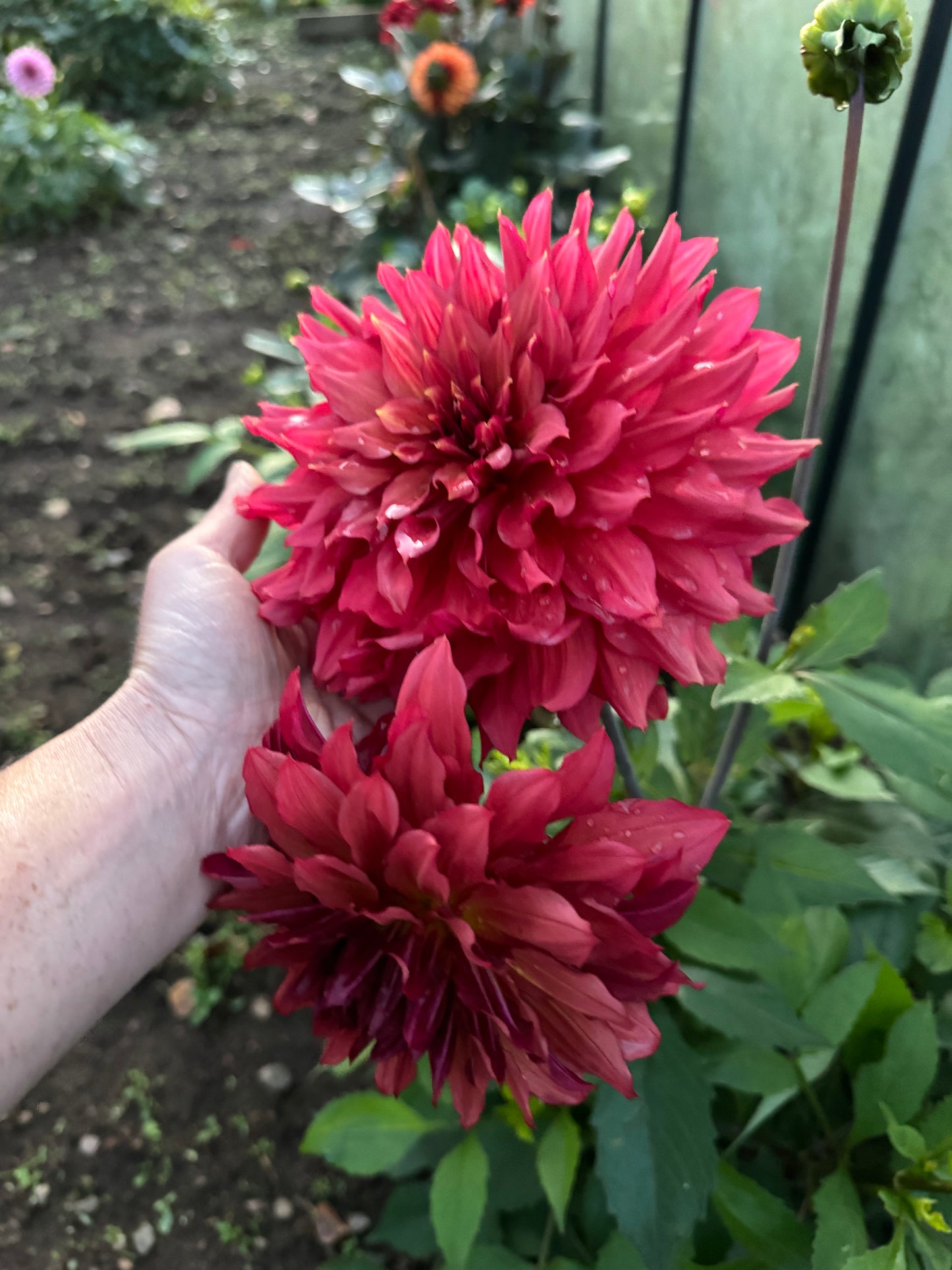 Dahlia Wild Sister LB-012