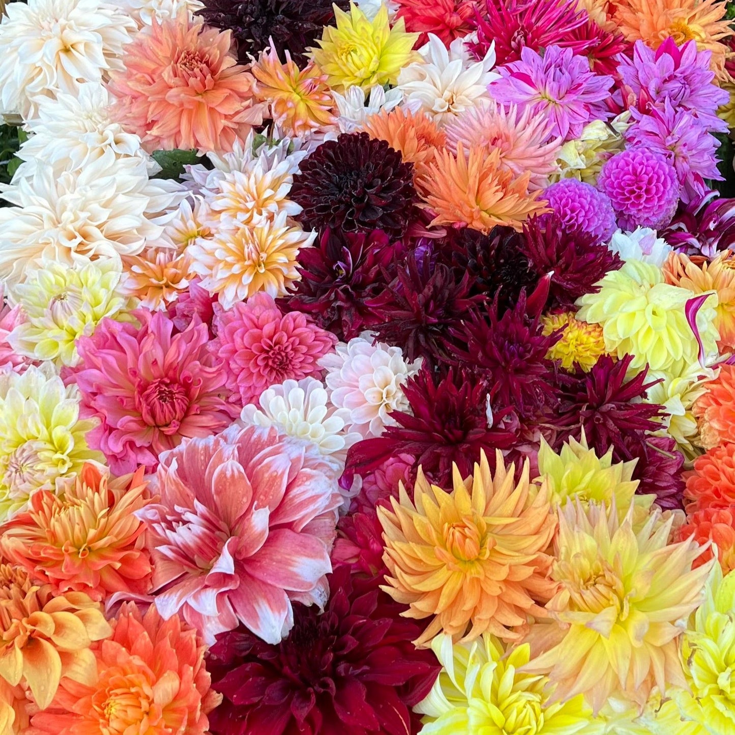 Dahlia mix 10st knölar