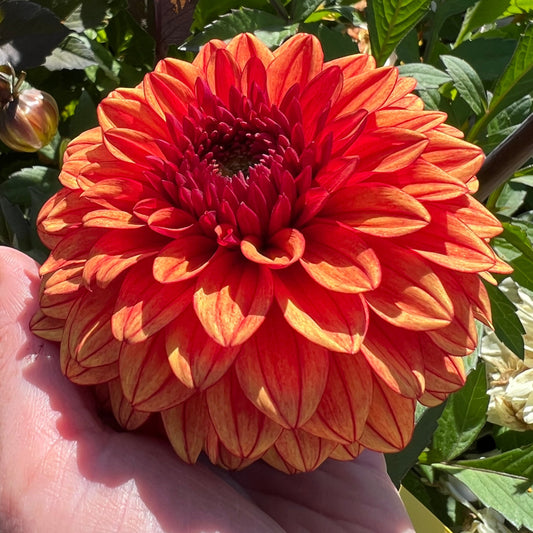 Dahlia Hugos Pride Svenskodlad