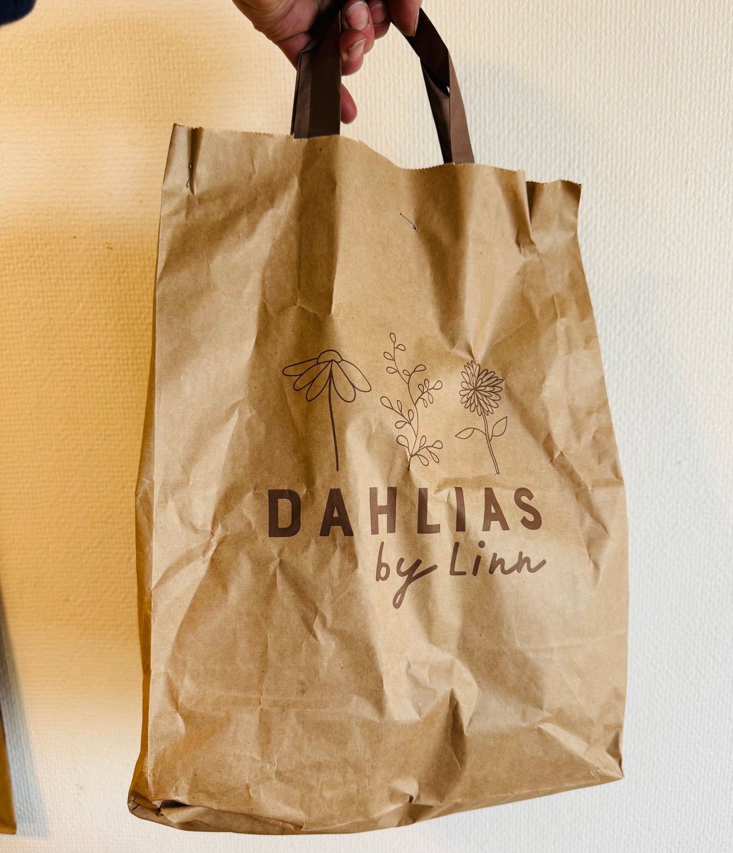 Dahlia Suprise 10st knölar